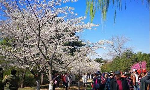 清明节北京哪里好玩_清明节北京哪里好玩一点