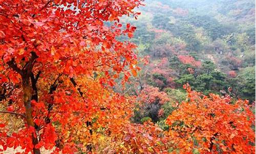 北京红叶景区排名_北京红叶景区排名表格